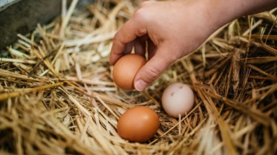 파리, 일드프랑스(Ile-de-France) 지역, 가정(개인) 사육 유기농 계란 더 이상 섭취하지 말 것